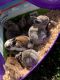 Mini Rex Rabbits for sale in Lakeland, FL 33810, USA. price: $20