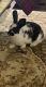 Mini Rex Rabbits for sale in 27040 US-380, Aubrey, TX 76227, USA. price: $40