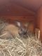 Mini Rex Rabbits for sale in Katy, TX, USA. price: NA