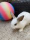 Mini Rex Rabbits for sale in Katy, TX, USA. price: $30