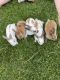 Mini Rex Rabbits for sale in Black Creek, WI 54106, USA. price: $20