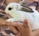 Mini Rex Rabbits for sale in Hagerstown, MD 21742, USA. price: $10