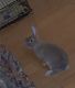 Mini Rex Rabbits for sale in Orlando, FL, USA. price: $35