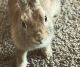 Mini Rex Rabbits for sale in Fitchburg, WI, USA. price: $60