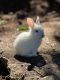 Mini Rex Rabbits for sale in Kirkland, WA, USA. price: $120