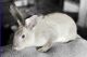 Mini Rex Rabbits for sale in N Jones Blvd & W Lake Mead Blvd, Las Vegas, NV 89108, USA. price: $40