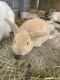 Mini Rex Rabbits for sale in Westbury, NY, USA. price: $50