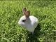 Mini Rex Rabbits for sale in Cross Junction, VA 22625, USA. price: $20