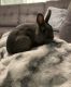 Mini Rex Rabbits for sale in North Little Rock, AR, USA. price: $40