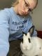 Mini Rex Rabbits for sale in Morgantown, WV, USA. price: $30