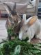 Mini Rex Rabbits for sale in East Stroudsburg, PA 18301, USA. price: $180