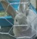 Mini Rex Rabbits for sale in CORP CHRISTI, TX 78408, USA. price: $30