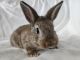 Mini Rex Rabbits for sale in Apopka, FL, USA. price: NA