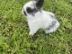 Mini Rex Rabbits for sale in Margate, FL, USA. price: NA