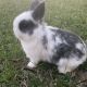 Mini Rex Rabbits for sale in Margate, FL, USA. price: NA