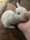 Mini Rex Rabbits