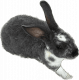 Mini Rex Rabbits for sale in Houston, TX, USA. price: NA