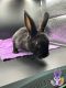 Mini Rex Rabbits for sale in Prince George, VA, USA. price: $100