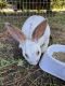 Mini Rex Rabbits for sale in Elizabeth City, NC 27909, USA. price: $40