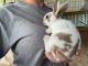 Mini Rex Rabbits for sale in Lakeland, FL 33810, USA. price: $40