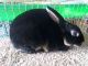 Mini Rex Rabbits for sale in Sandusky, OH 44870, USA. price: NA