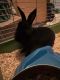 Mini Rex Rabbits for sale in Prince George, VA, USA. price: $200