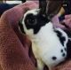 Mini Rex Rabbits for sale in Winchester, Virginia. price: $60
