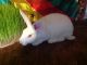 Mini Rex Rabbits for sale in Bridgeport, CT, USA. price: NA