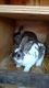 Mini Rex Rabbits for sale in Cassopolis, MI 49031, USA. price: NA