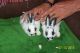 Mini Rex Rabbits for sale in Stone Mountain, GA, USA. price: $50