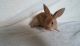Mini Rex Rabbits for sale in Cleveland, OH, USA. price: $35