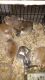 Mini Rex Rabbits for sale in East Canton, OH 44730, USA. price: $30