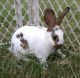 Mini Rex Rabbits for sale in Whitwell, TN 37397, USA. price: NA