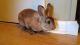 Mini Rex Rabbits for sale in Whitwell, TN 37397, USA. price: NA