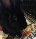 Mini Rex Rabbits for sale in Midland, MI, USA. price: NA