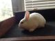 Mini Rex Rabbits for sale in Cuyahoga Falls, OH, USA. price: NA