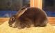 Mini Rex Rabbits for sale in Long Valley, Washington Township, NJ 07853, USA. price: NA