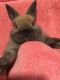 Mini Rex Rabbits for sale in Thomaston, CT 06787, USA. price: NA