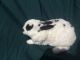 Mini Rex Rabbits for sale in Marion, NC 28752, USA. price: NA