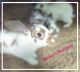 Mini Rex Rabbits for sale in Katy, TX, USA. price: $40
