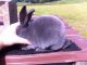 Mini Rex Rabbits for sale in Philippi, WV 26416, USA. price: $15
