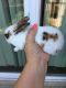 Mini Rex Rabbits for sale in Gaithersburg, MD, USA. price: $80