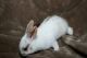 Mini Rex Rabbits for sale in 14612 Lake Ave, Rochester, NY 14612, USA. price: $35