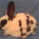 Mini Rex Rabbits for sale in Bernville, PA 19506, USA. price: $30