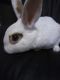 Mini Rex Rabbits for sale in Clarksville, TN, USA. price: NA