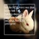 Mini Rex Rabbits for sale in Swartz Creek, MI 48473, USA. price: NA