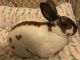 Mini Rex Rabbits for sale in East Berlin, PA 17316, USA. price: NA