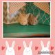 Mini Rex Rabbits for sale in McComb, MS, USA. price: $15