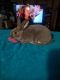 Mini Rex Rabbits for sale in Granville, NY 12832, USA. price: $20