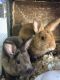Mini Rex Rabbits for sale in Loxahatchee, FL 33470, USA. price: NA